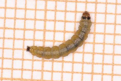 Réf. 269 508 : Scrobipalpa acuminatella